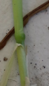 Wheat at Feekes 6